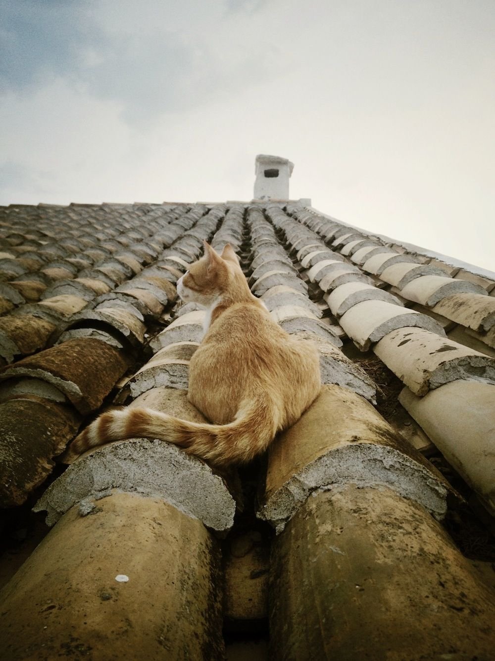 Кошечка на крыше