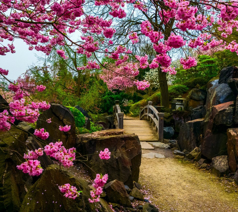 Сакуровый сад в Японии