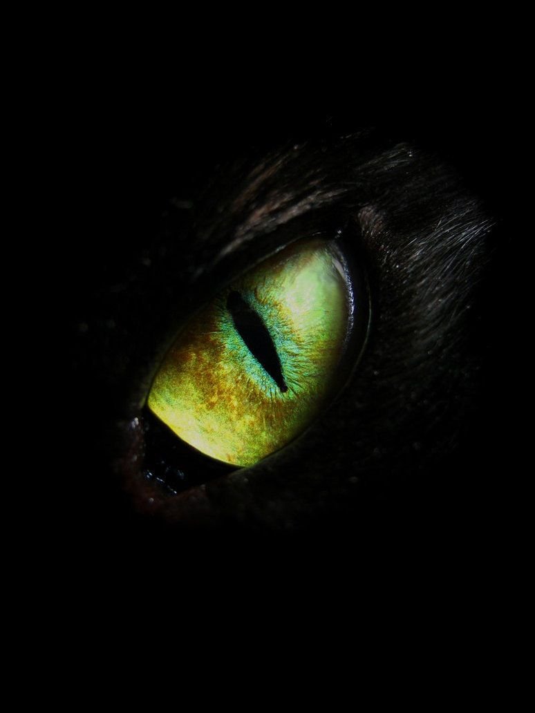 Глаза в темноте