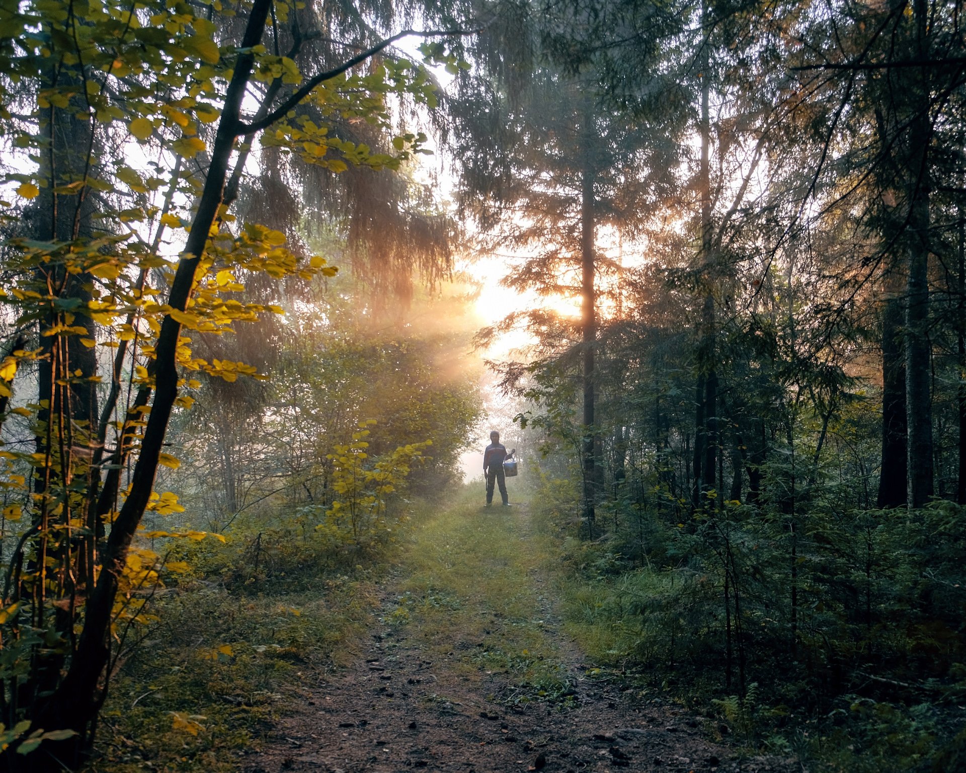 Песня утро в лесу. Утро в лесу. Утро АВ лесу. Утренний лес. Раннее утро в лесу.