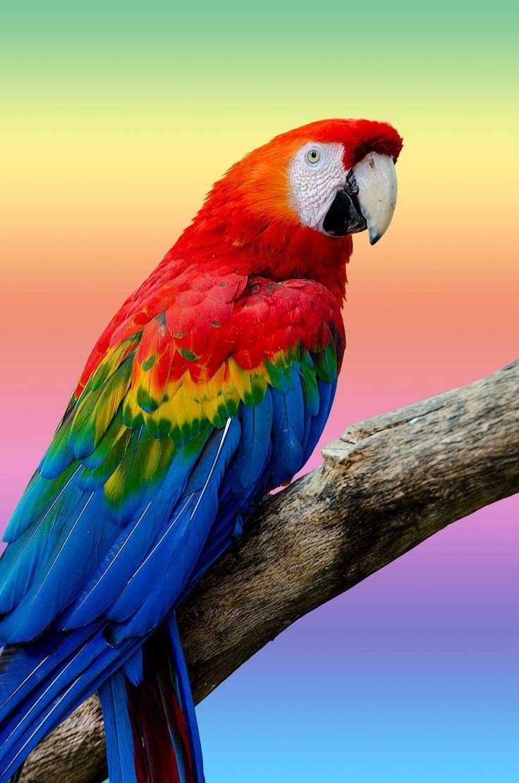 Попугай Какаду цветной