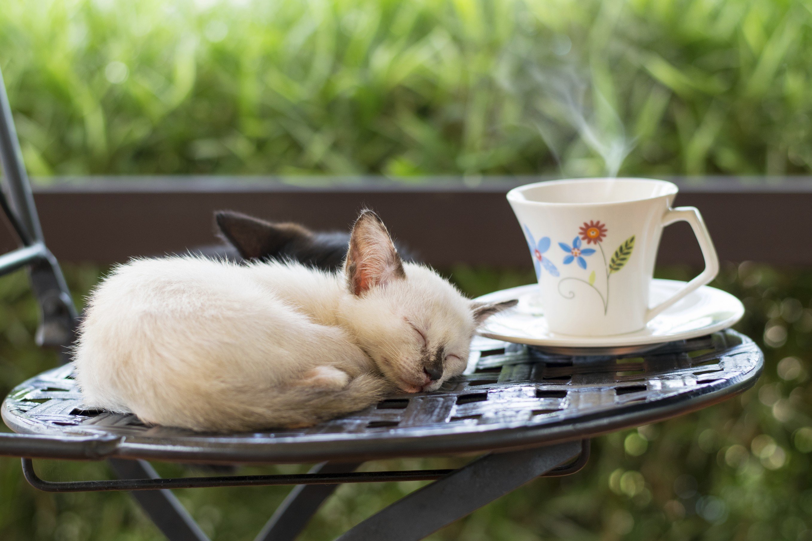 Картинки животных утром. Котик утро. Доброе утро с кошками. Доброе утро котенок. Доброе утро котик и кофе.