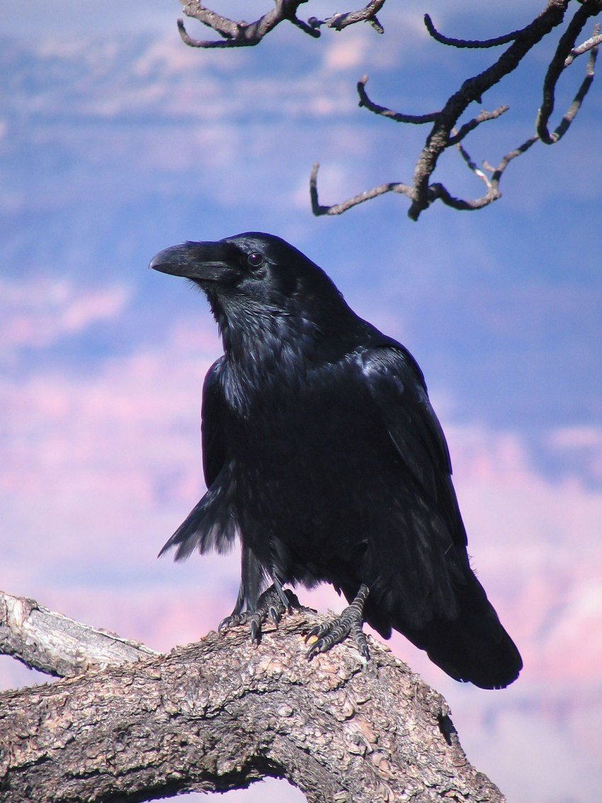 Слеток черного ворона