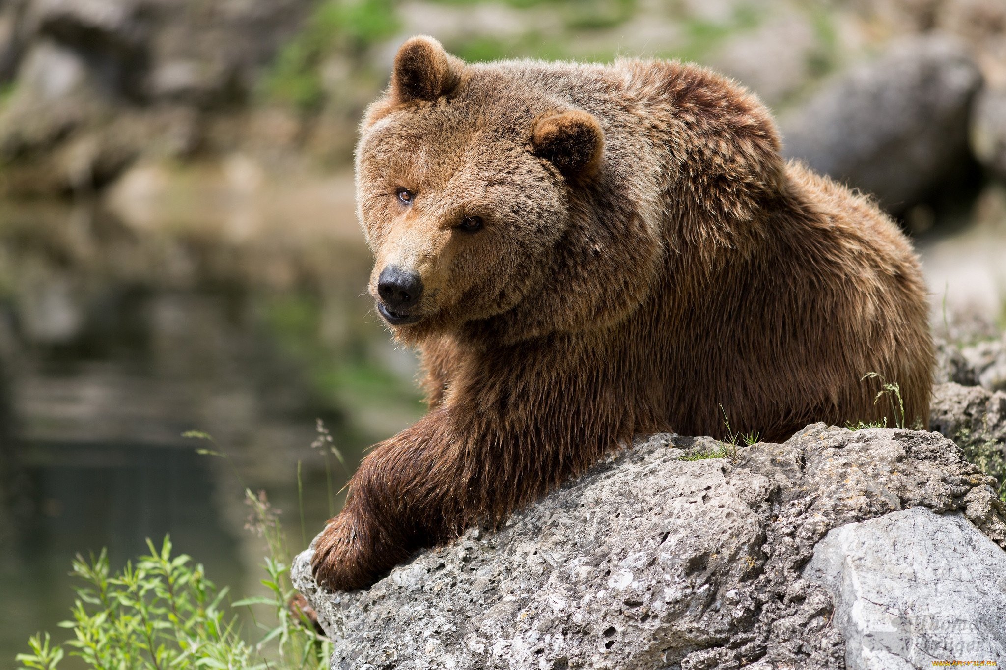 Медведь. Гризли североамериканский бурый медведь. Сибирский бурый медведь. Аляскинский бурый медведь. Апеннинский бурый медведь.