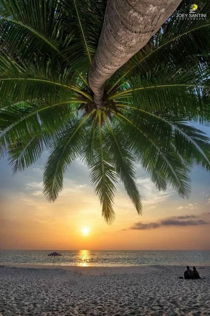 Красивый берег с пальмами