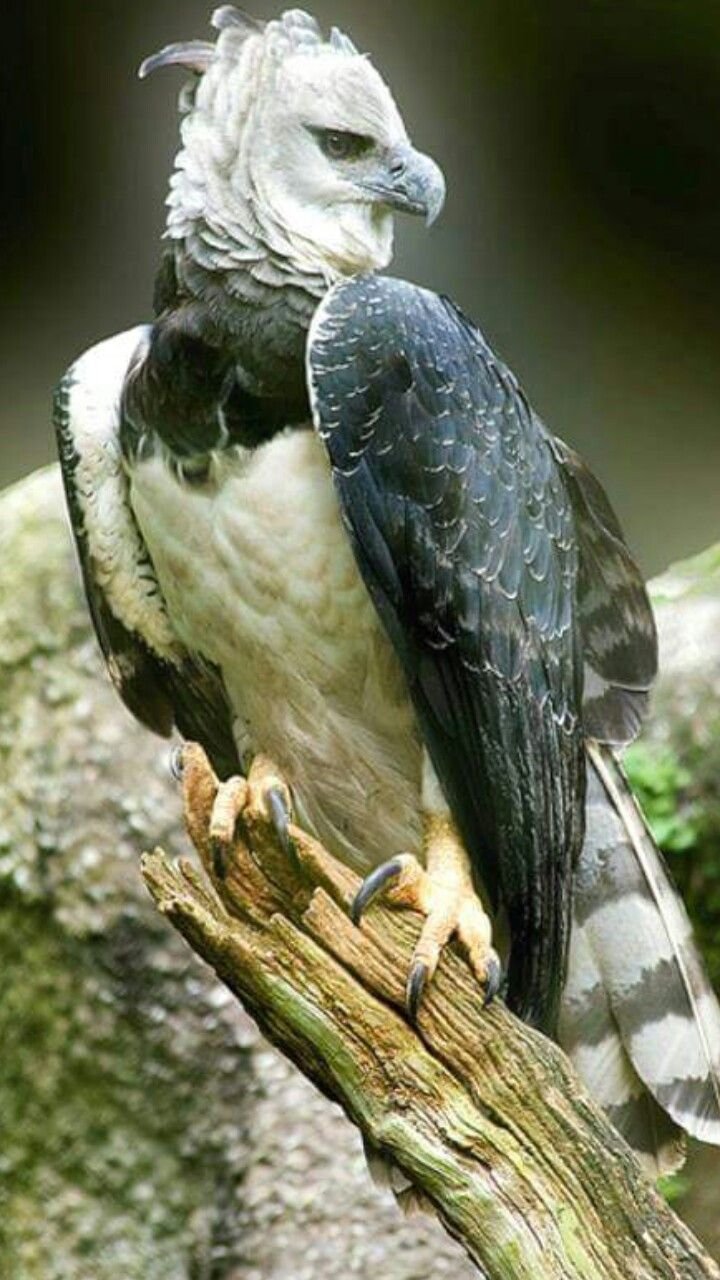 Южноамериканская Гарпия птица