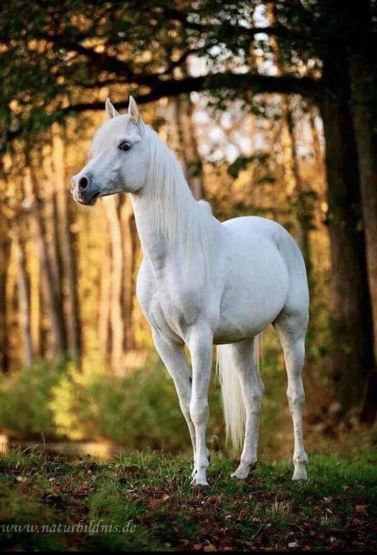 На белом коне