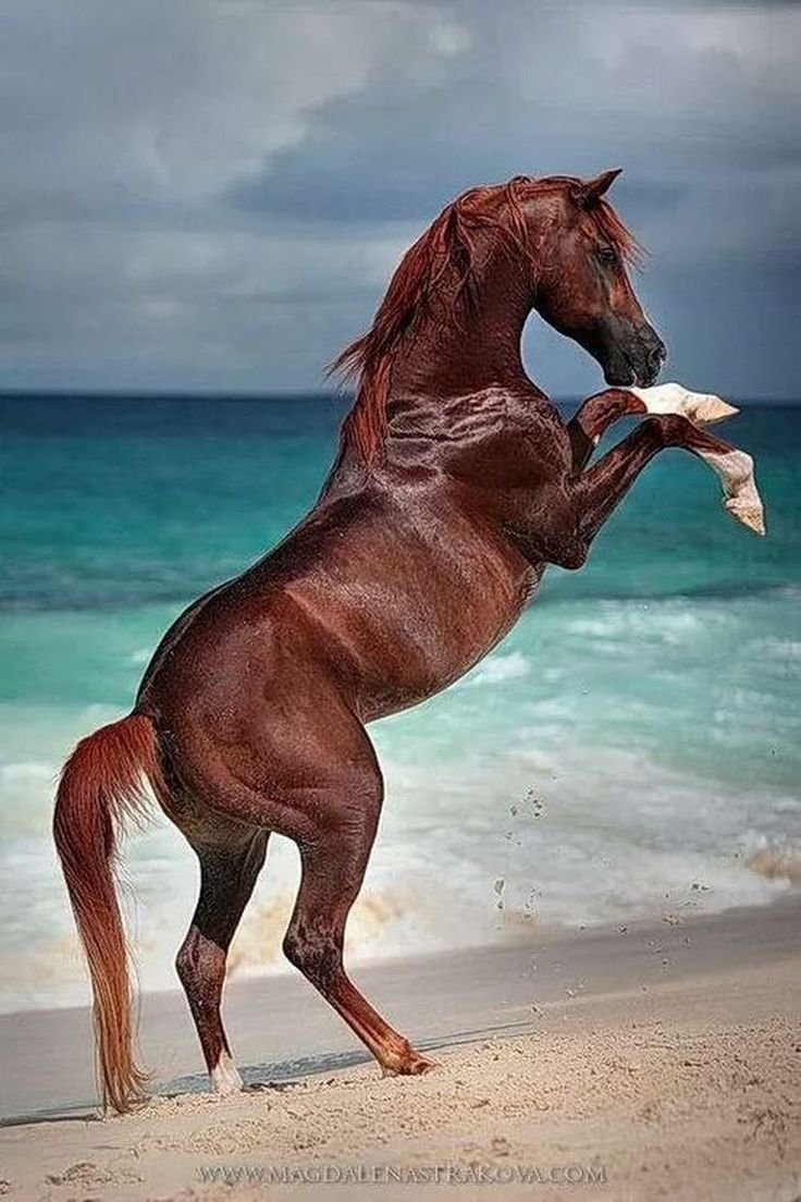 Эннэйбл лошадь