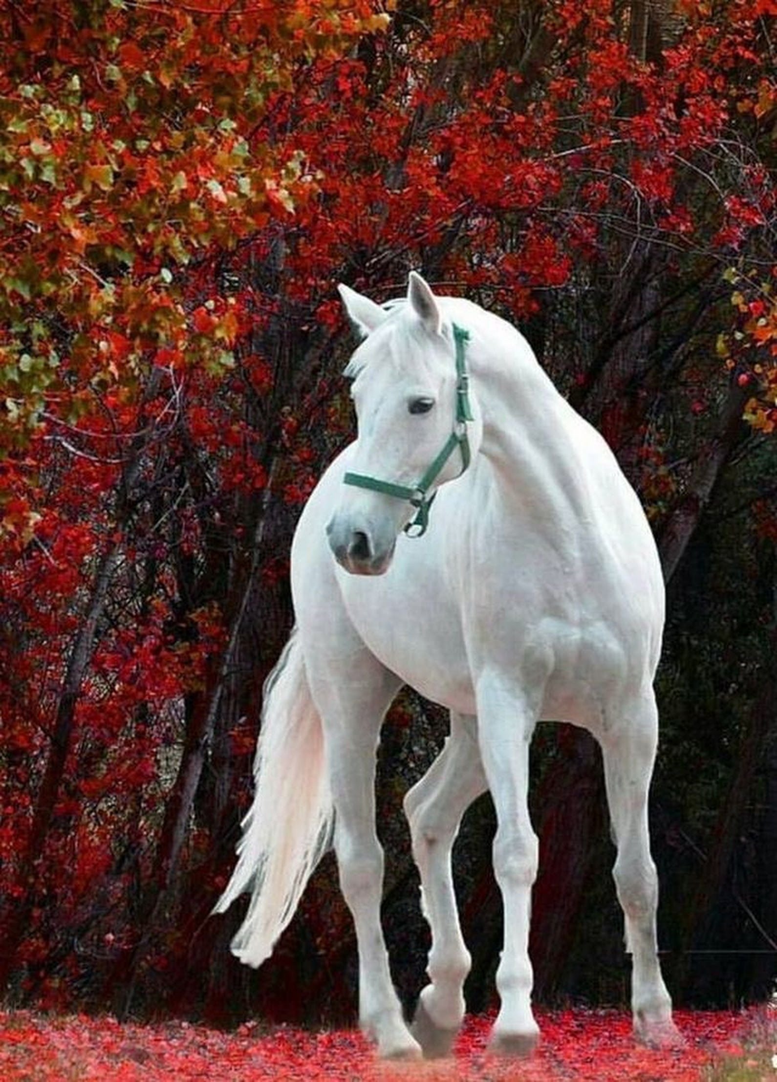 Белоснежные лошадки. Фризская лошадь альбинос. Андалузская лошадь белоснежная. Красивый конь. Красивый белый конь.