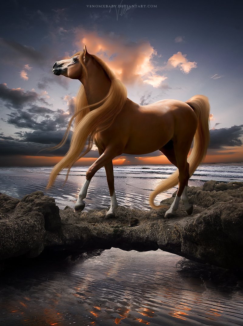 Про лошадей красивый. Кигер Мустанг гнедой. Красивые лошади. Красивый конь. Очень красивые лошади.