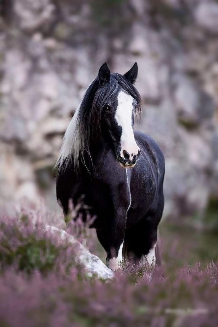 Очень красивые лошади