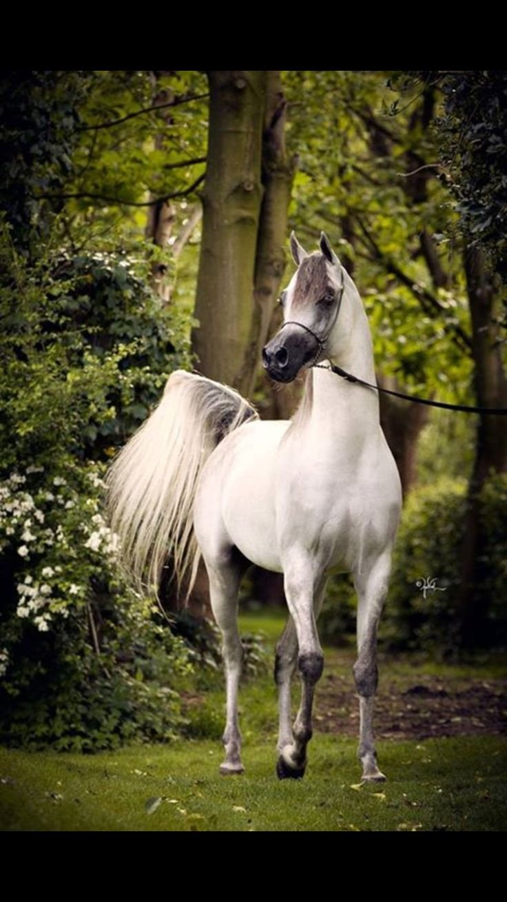 Арабская лошадь Psytadel