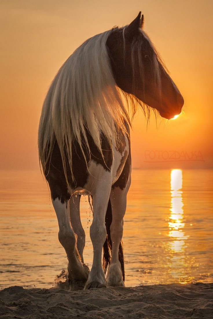 Конь на закате