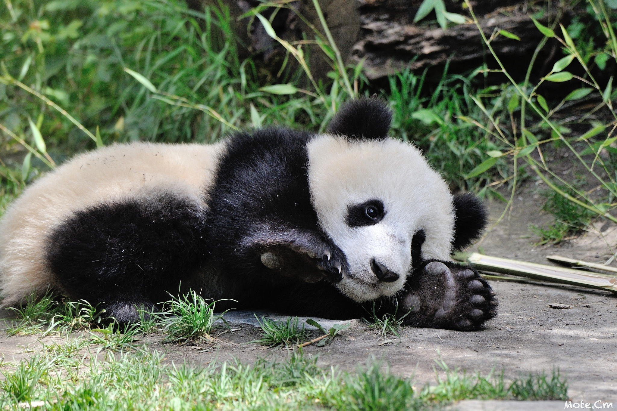 Панда. Австралийская Панда. Млекопитающие Панда. Маленькие панды. Милая Панда.