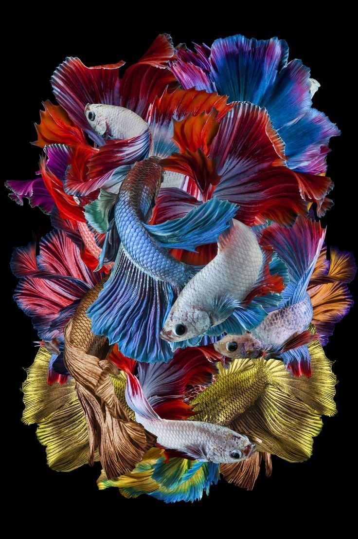 Амигофиш аквариумные рыбки