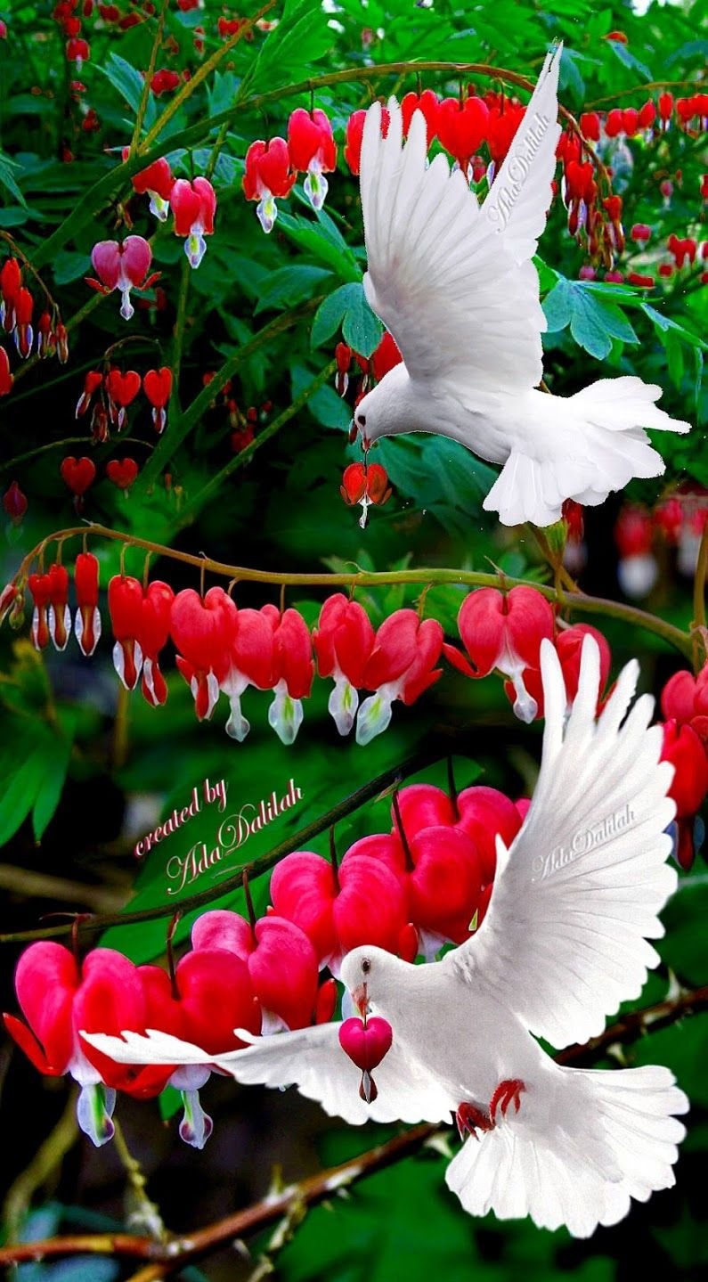 Красивые птицы на цветах