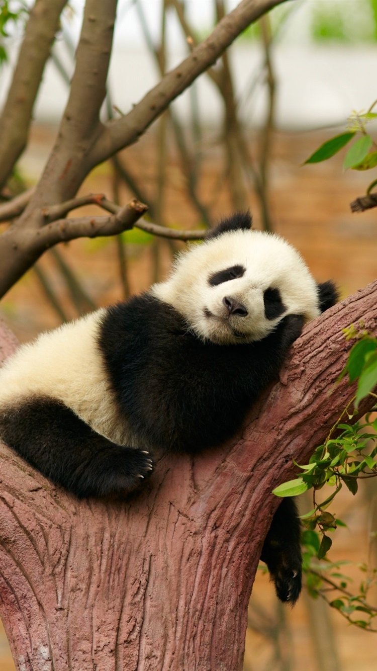 Панда обниманда