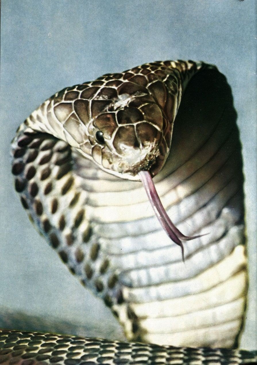 Змея Кобра Королевская