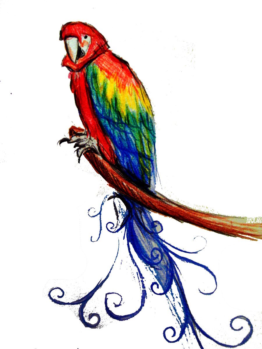 Красивые попугаи для срисовки