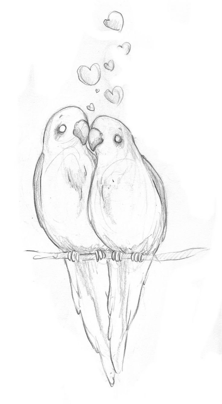Зарисовки попугаев