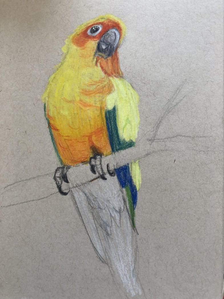 Уроки рисования попугая