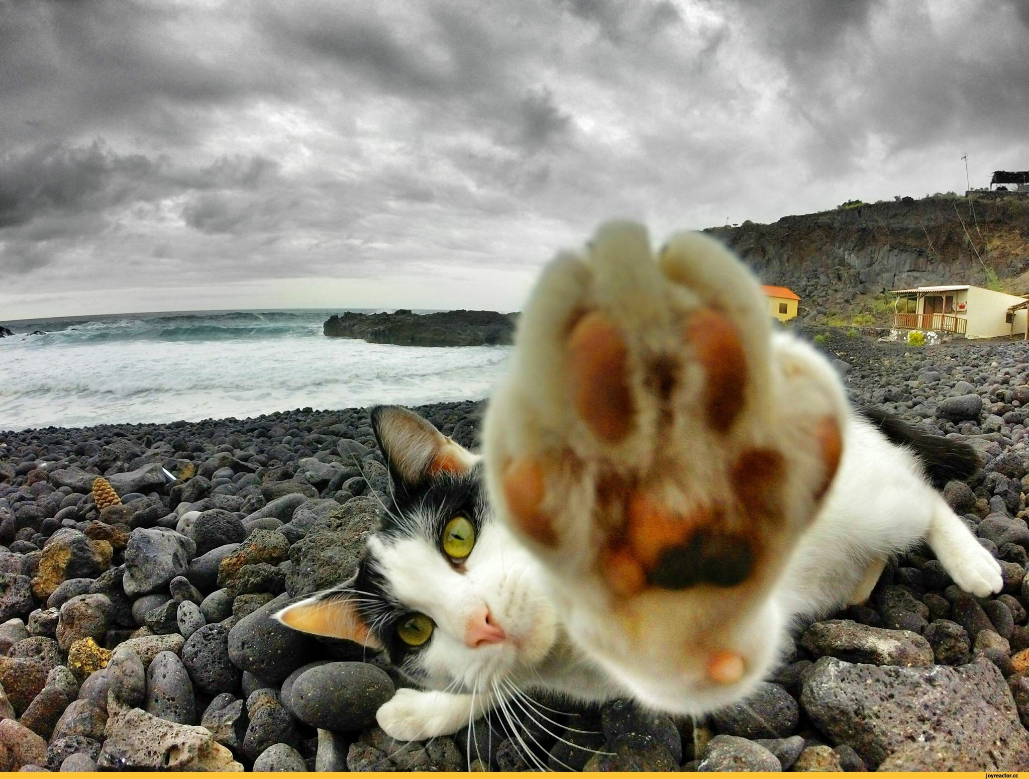 Веселое морская 1. Кот на море. Кошки на берегу моря. Котенок на море. Котик на пляже.