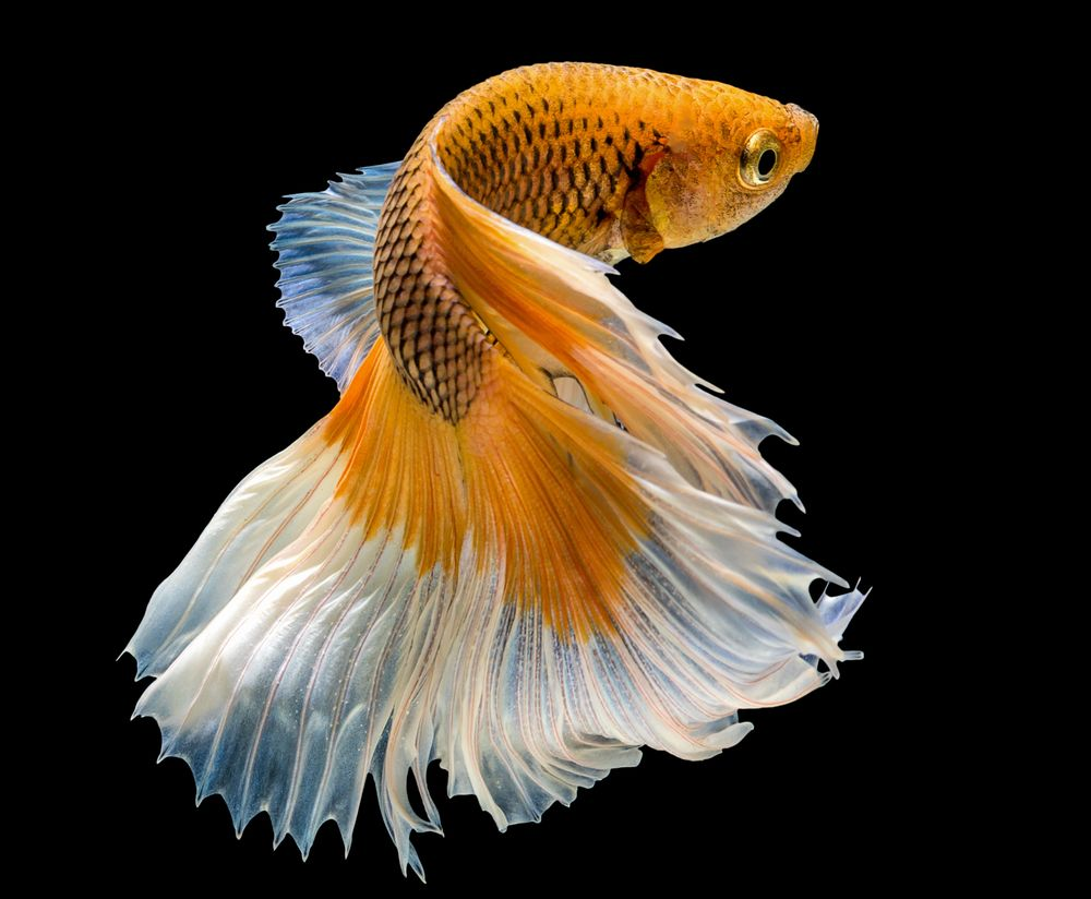 Золотой петушок рыбка