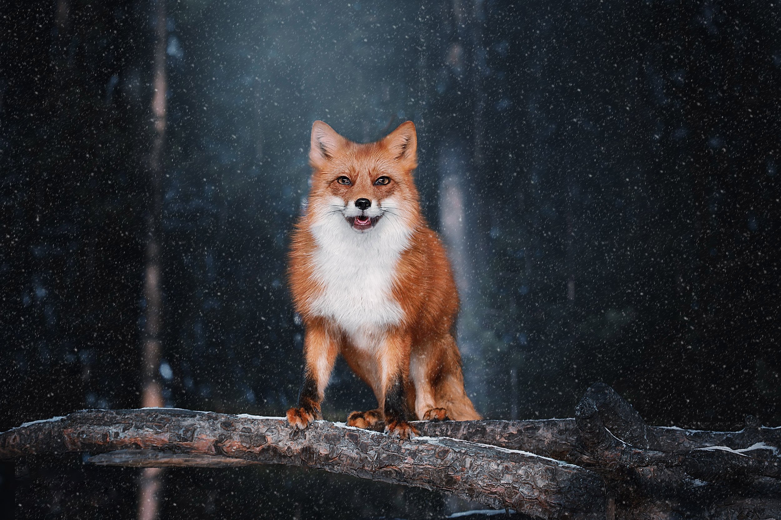 Fluffy fox. Лиса. Лиса зимой. Красивая лиса. Ночная лиса.