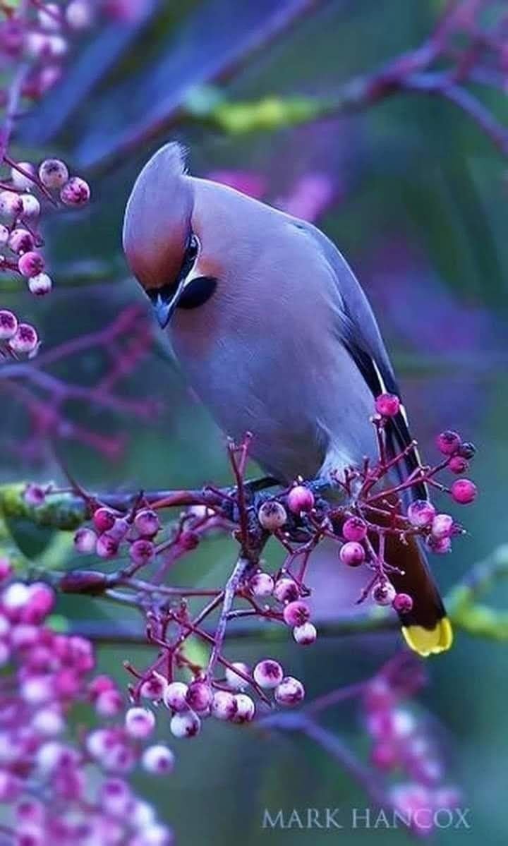 Очень красивые птицы