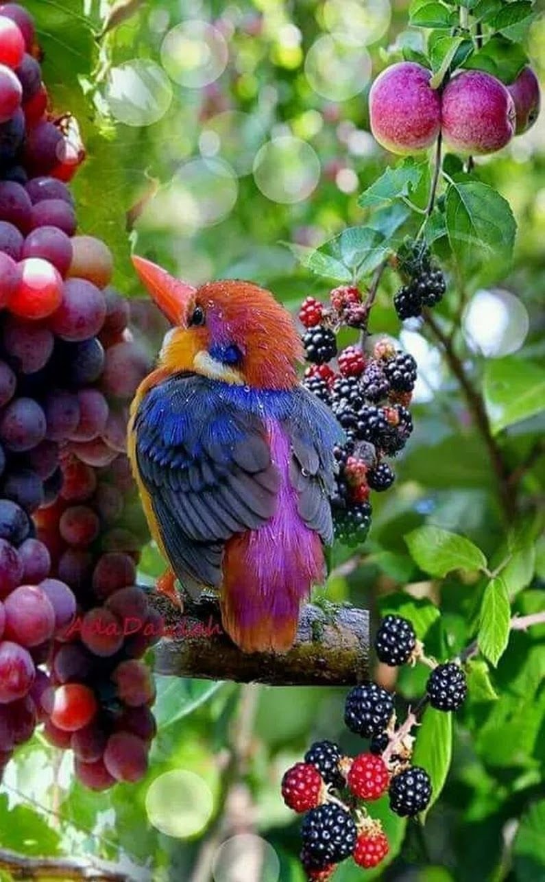 Красивые птицы