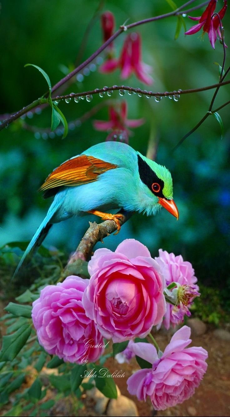 Райские птицы