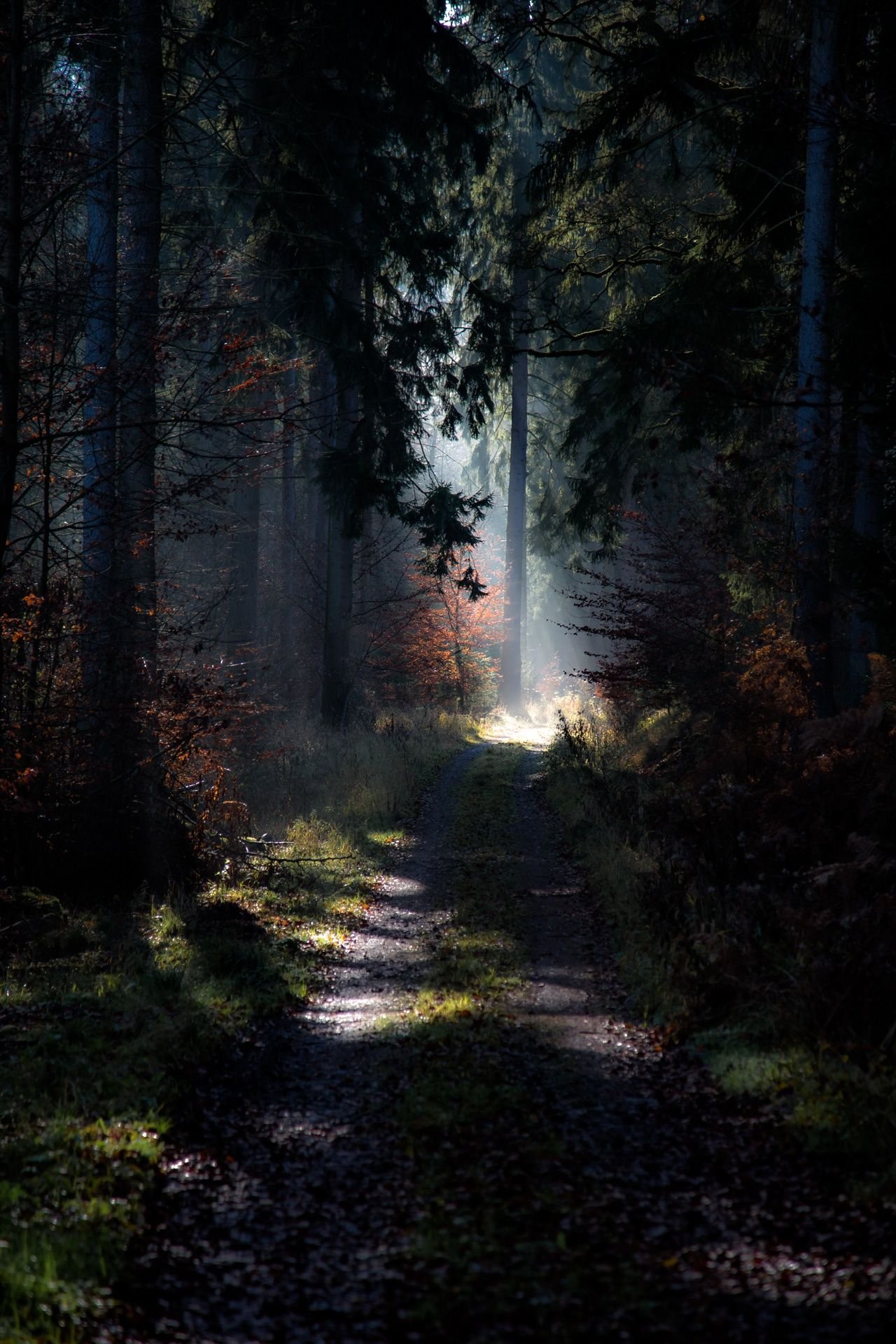 Ночь лес красиво. Ночной лес. «Ночь в лесу». Мистические леса. Красивый мистический лес.