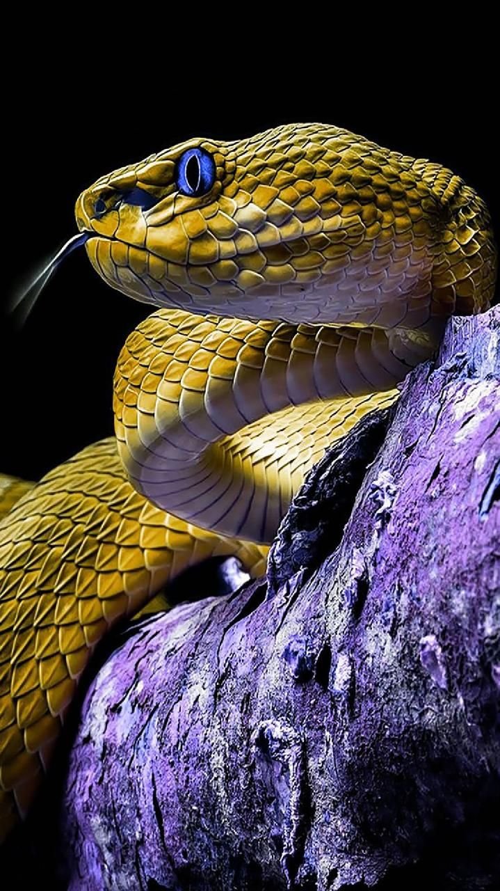 Питон ядовитая змея