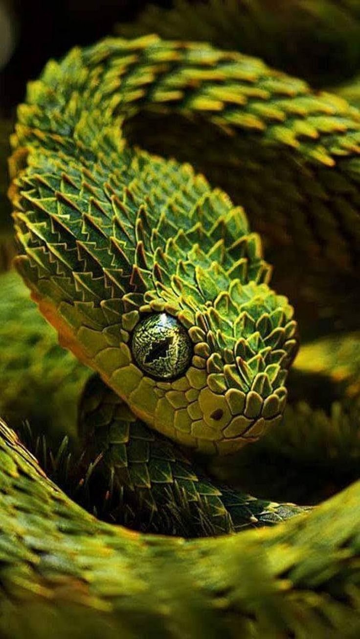 Красивая змея картинки