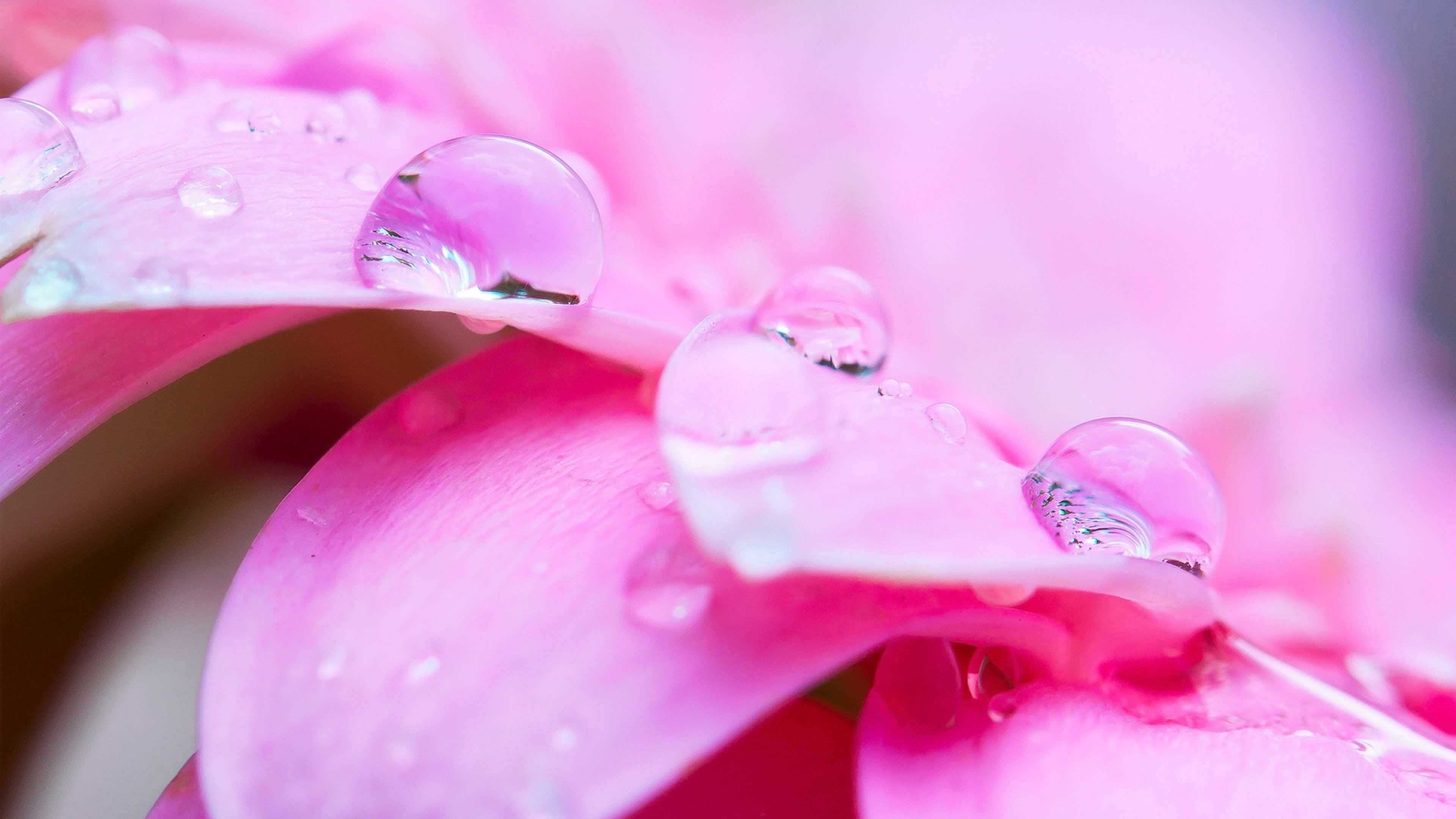 Вода розовых лепестков. Цветы Макросъемка. Розовые цветы. Цветы на заставку. Красивые розовые обои.
