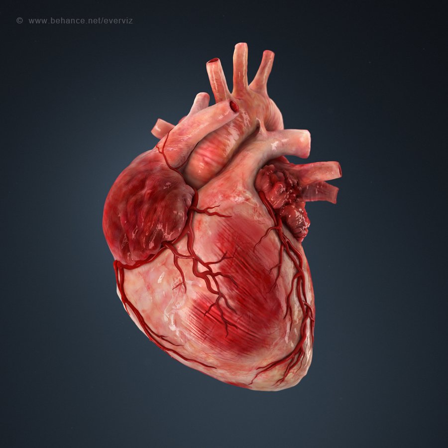 Изображение сердца человека