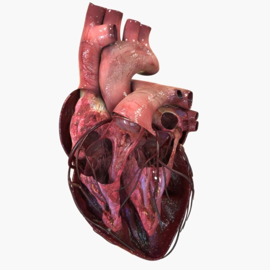 Картинки человеческого сердца