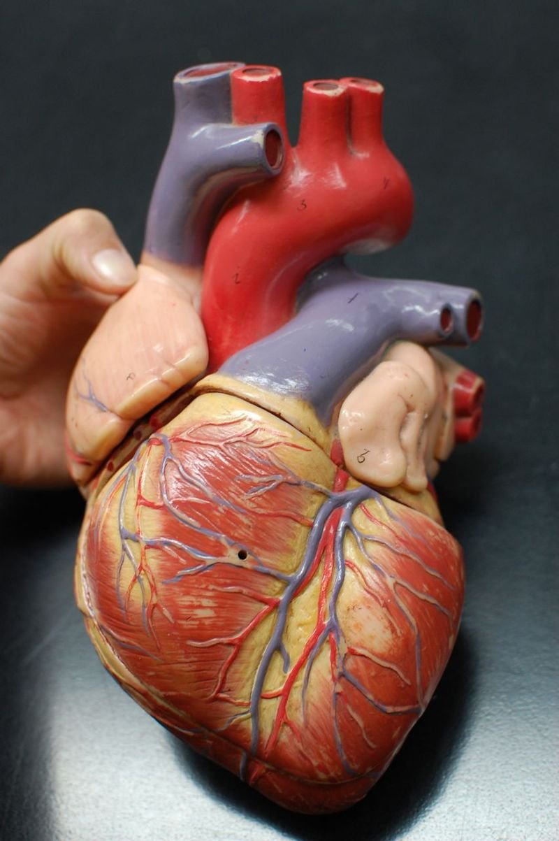 Внутренние органы человека сердце