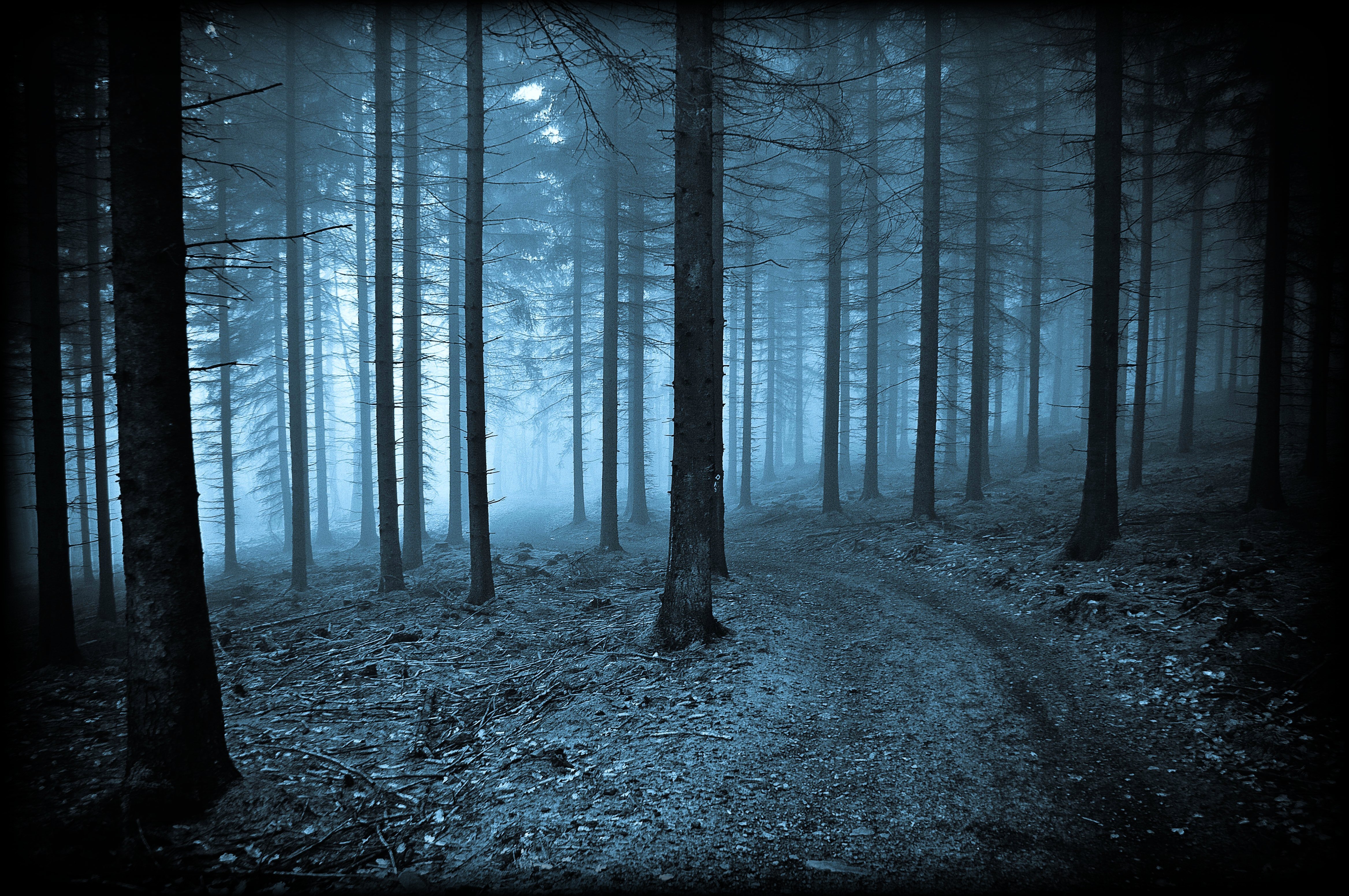 Темно насколько. Темный лес. Мрачный лес. Ночной лес. Страшный лес.