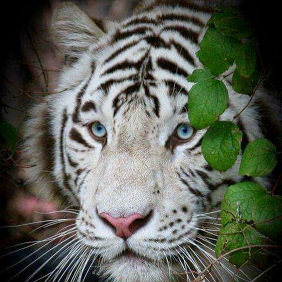 Белый тигр Грозный