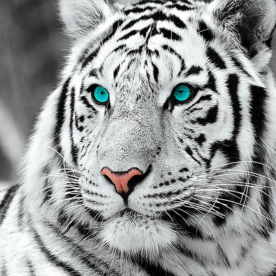 Алмазная мозаика белый тигр