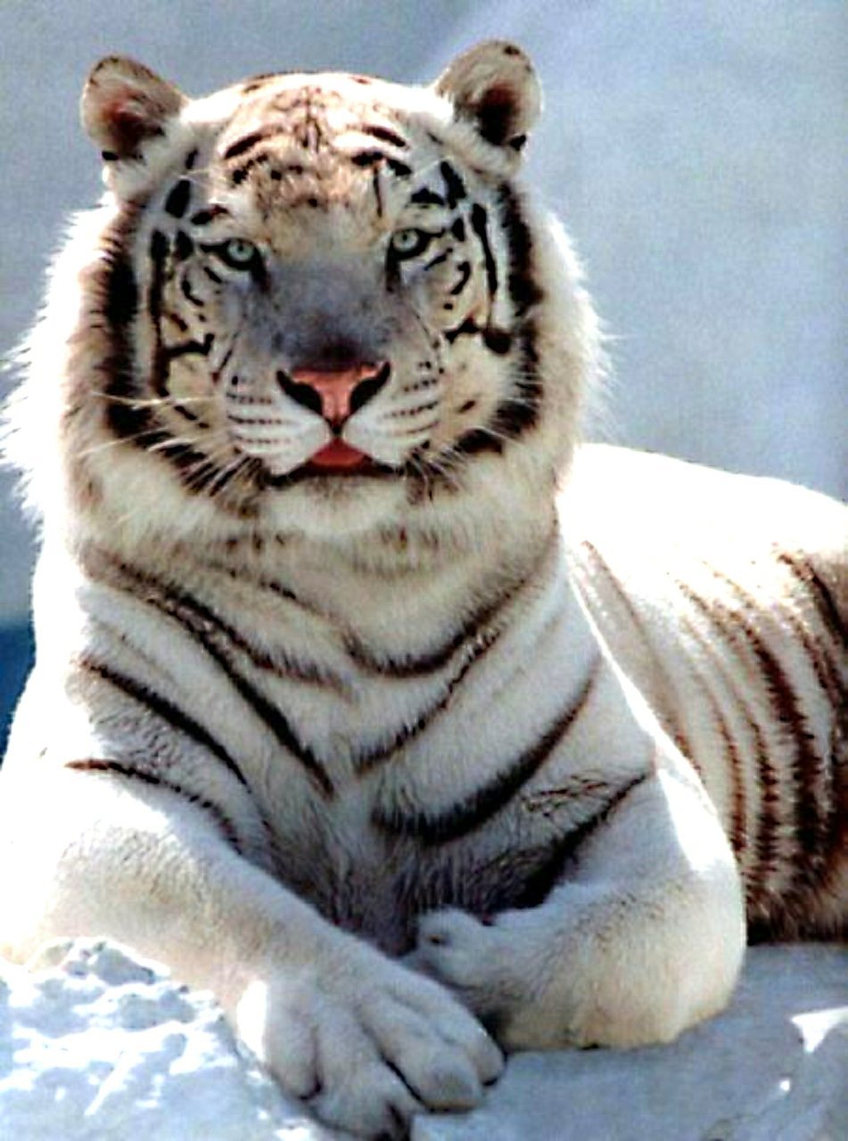 Белый тигр смешной
