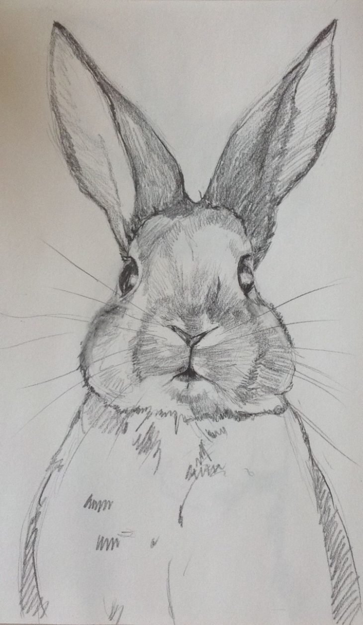 Рисунок кролика карандашом для срисовки