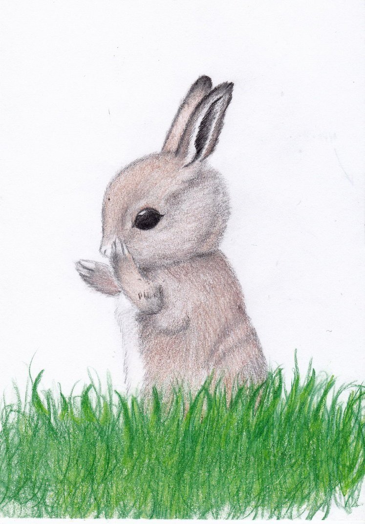 Рисунки кролика для срисовки лёгкие и красивые