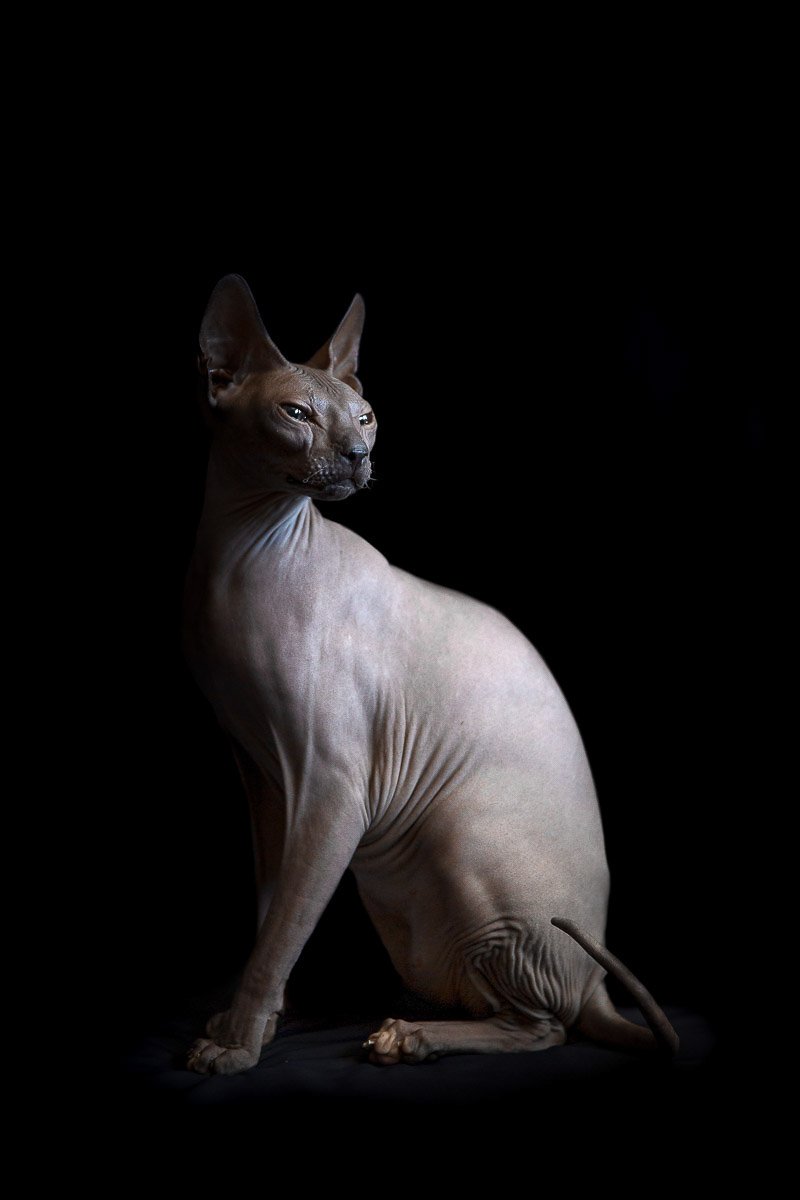 Египетская кошка сфинкс Донской