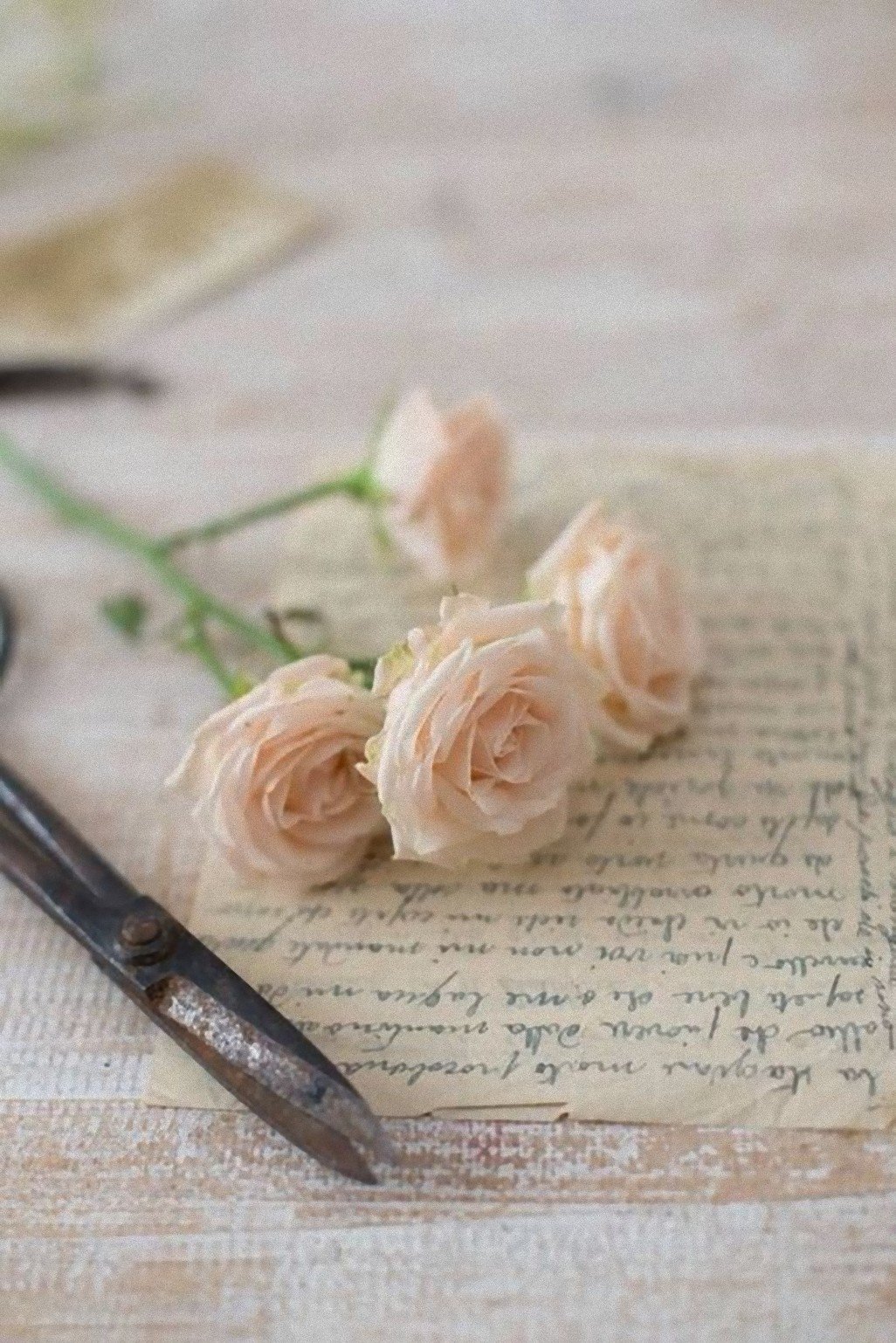 Письма в поэзии. Письма нежные. Красивое письмо. Письмо Эстетика. Цветы лежат на столе.