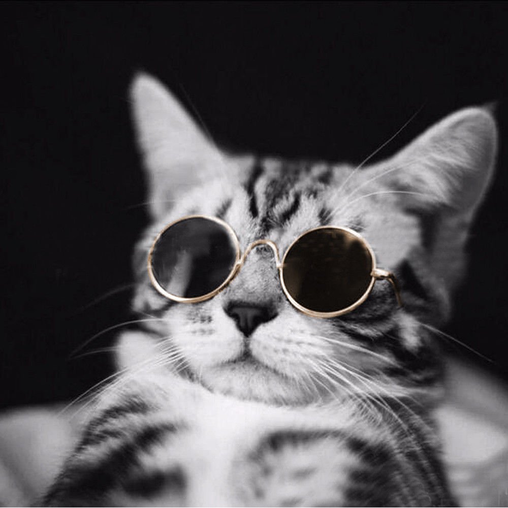 Крутая кошка в очках