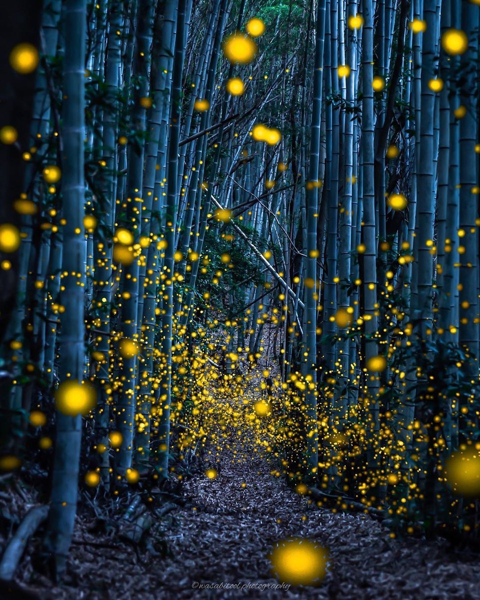 Светлячки в бамбуковом лесу