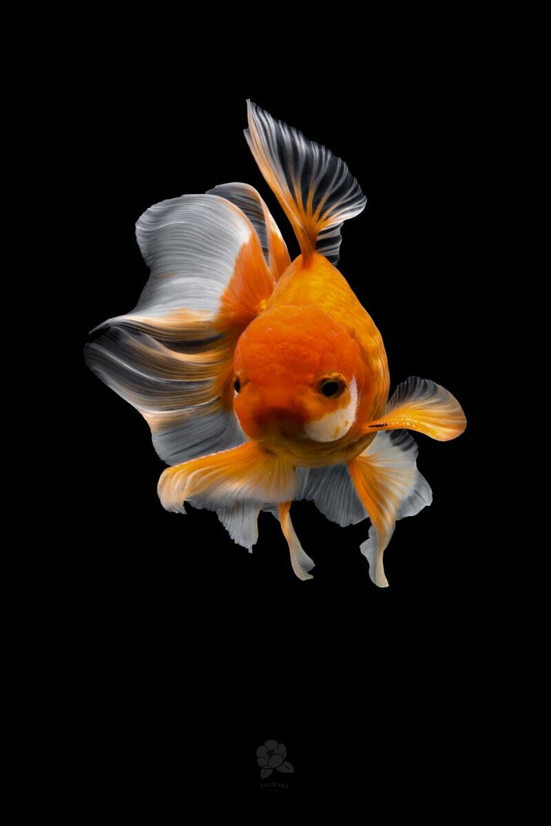 Золотая рыбка Оранда