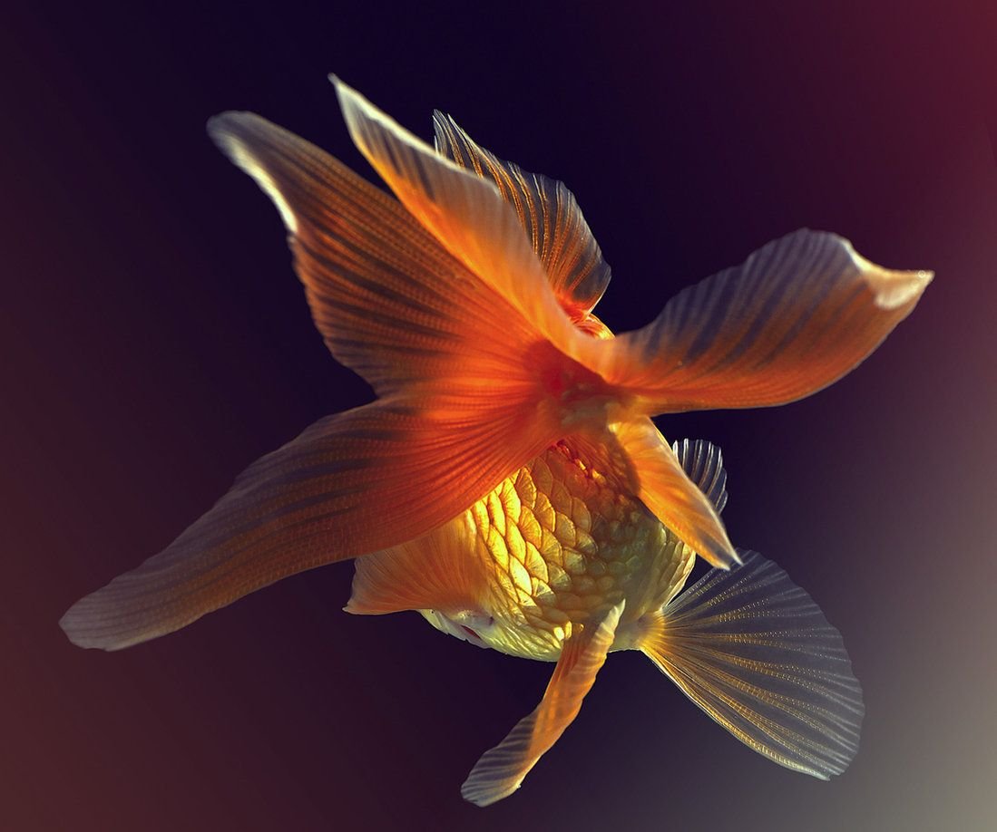 Рыбка золотого цвета. Вуалехвост рыбка. Вуалехвост золотой. Вуалехвост желтый. Сомик вуалехвост.